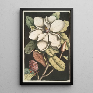 Mark Catesby - Magnolia altissima The LaurelTree of Carolina.webp