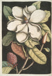 Magnolia altissima Le laurier de Caroline - Mark Catesby — oprawiony obraz na ścianie