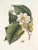 Magnolia byłby biały c Ant villosa czerwony La Fourmi de Velours - Mark Catesby — widok dzieła