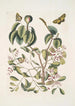 Mancanilla Pyri facie Le mancenillier Viscum foliis latioribus Papilio medius c - Mark Catesby — widok dzieła