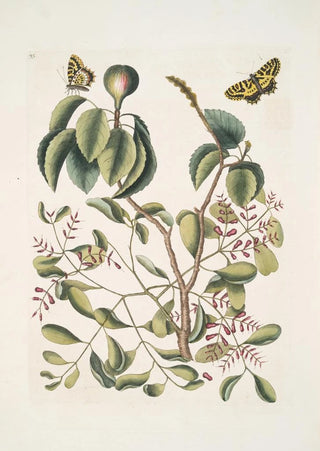 Mark Catesby - Mancanilla Pyri facie The MancaneelTree Viscum foliis latioribus Papilio medius c.webp