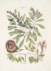 Manghala c Frutex c Cancellus terrestris Bahamensis Le bernard-l'ermite - Mark Catesby — widok dzieła