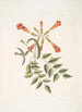 Mellivora c Le colibri Bignonia c La fleur trompette - Mark Catesby — widok dzieła