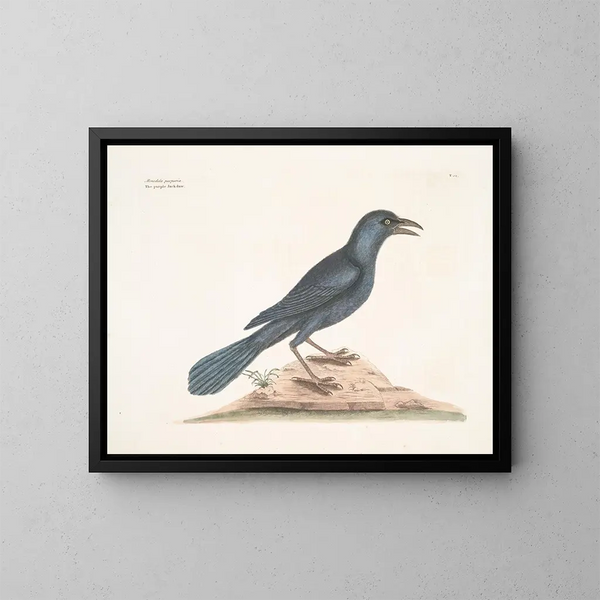 Le corbeau violet - Mark Catesby — oprawiony obraz na ścianie