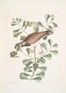 Morinellus marinus Le tournepierre ou pluvier de mer Frutex c - Mark Catesby — widok dzieła