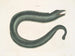 Murna maculata Le Muray - Mark Catesby — widok dzieła
