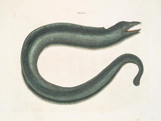 Murna maculata Le Muray - Mark Catesby — widok dzieła