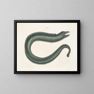 Murna maculata Le Muray - Mark Catesby — oprawiony obraz na ścianie