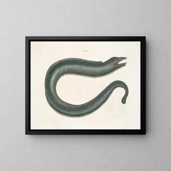 Murna maculata Le Muray - Mark Catesby — oprawiony obraz na ścianie