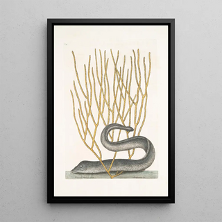 Mark Catesby - Murna maculata nigra The Black Muray Lithophyton c.webp