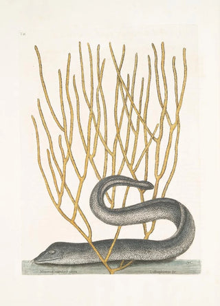 Mark Catesby - Murna maculata nigra The Black Muray Lithophyton c.webp
