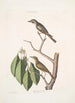 Muscicapa fusca Mały brązowy gąsieniczek Muscicapa oculis rubris Gąsieniczek z czerwonymi oczami Arbor Lauri fol c - Mark Catesby — widok dzieła