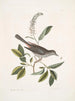 Muscicapa vertice nigro L'oiseau-chat Alni folia Americana serrata - Mark Catesby — widok dzieła