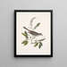 Muscicapa vertice nigro L'oiseau-chat Alni folia Americana serrata - Mark Catesby — oprawiony obraz na ścianie