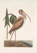 Numenius fuscus Le courlis brun - Mark Catesby — widok dzieła