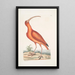 Numenius ruber Le courlis rouge - Mark Catesby — oprawiony obraz na ścianie