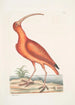 Numenius ruber Le courlis rouge - Mark Catesby — widok dzieła