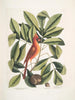 Nux juglans Virginiana alba c Le caryer Le noyer Coccothraustes ruber L'oiseau rouge - Mark Catesby — widok dzieła