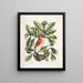 Nux juglans Virginiana alba c Le caryer Le noyer Coccothraustes ruber L'oiseau rouge - Mark Catesby — oprawiony obraz na ścianie