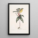 Oenanthe Americana La paruline à poitrine jaune Solanum c - Mark Catesby — oprawiony obraz na ścianie