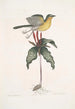 Oenanthe Americana La paruline à poitrine jaune Solanum c - Mark Catesby — widok dzieła