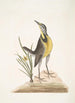 Ornithogalum liteum c La petite étoile jaune Alauda Magna La grande alouette - Mark Catesby — widok dzieła