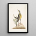 Ornithogalum liteum c La petite étoile jaune Alauda Magna La grande alouette - Mark Catesby — oprawiony obraz na ścianie