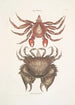 Pagurus Maculatus Le crabe pagure tacheté Cancer chelis crassissimis Le crabe à carapace rugueuse - Mark Catesby — widok dzieła