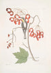 Parus Americanus Gutture luteo La mésange à gorge jaune Acer Virginianum folio majore L'érable à fleurs rouges - Mark Catesby — widok dzieła