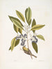 Parus Americanus lutescens Le Grimpereau des pins Ligustrum Lauri folio Le Laurier à baies pourpres - Mark Catesby — widok dzieła