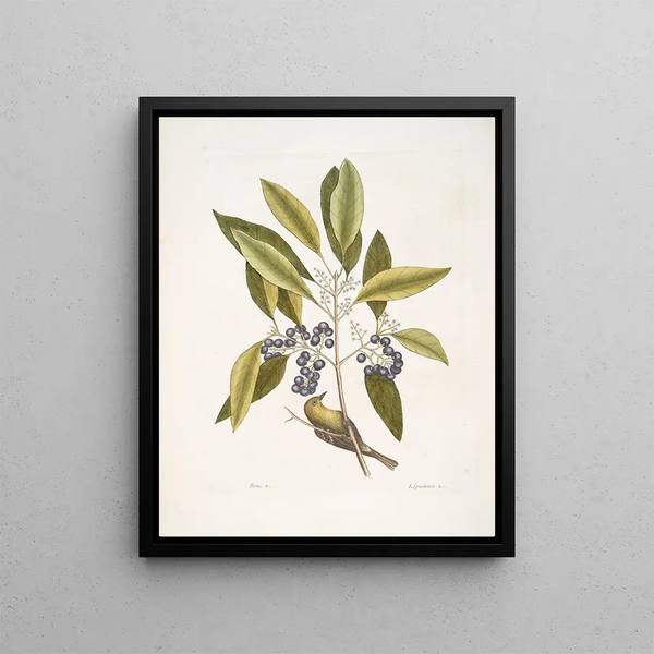 Mark Catesby - Parus Americanus lutescens The Pinecreeper Ligustrum Lauri folio The pupleberried Bay.webp