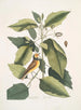Parus coucou noir La mésange à capuchon Tupelo Arbor L'eau Tupelo - Mark Catesby — widok dzieła