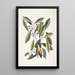 Parus luteus La Mésange Jaune Laurus Carolinensis Le Laurier Rouge - Mark Catesby — oprawiony obraz na ścianie