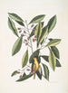 Parus luteus La Mésange Jaune Laurus Carolinensis Le Laurier Rouge - Mark Catesby — widok dzieła