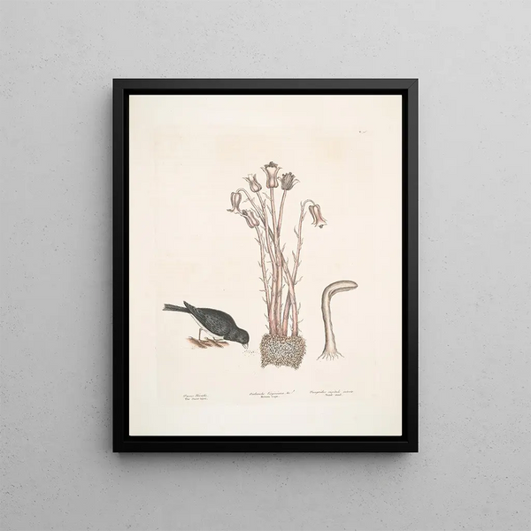 Mark Catesby - Passer Nivaluis The Snowbird Orobanche Virginiana c Broomrape Fungoides capitulo intorto Toadstool.webp