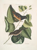 Czarny wróbel z czerwonymi oczami L'oiseau Towhe Moineau brun L'oiseau Cowpen - Mark Catesby — widok dzieła