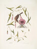 Passerculus Le petit moineau Convulvulus Caroliniensis Le liseron pourpre de Caroline - Mark Catesby — widok dzieła