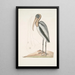 Pelicanus Sylvaticus Le Pélican des Bois - Mark Catesby — oprawiony obraz na ścianie