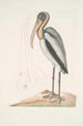 Pelicanus Sylvaticus Le Pélican des Bois - Mark Catesby — widok dzieła