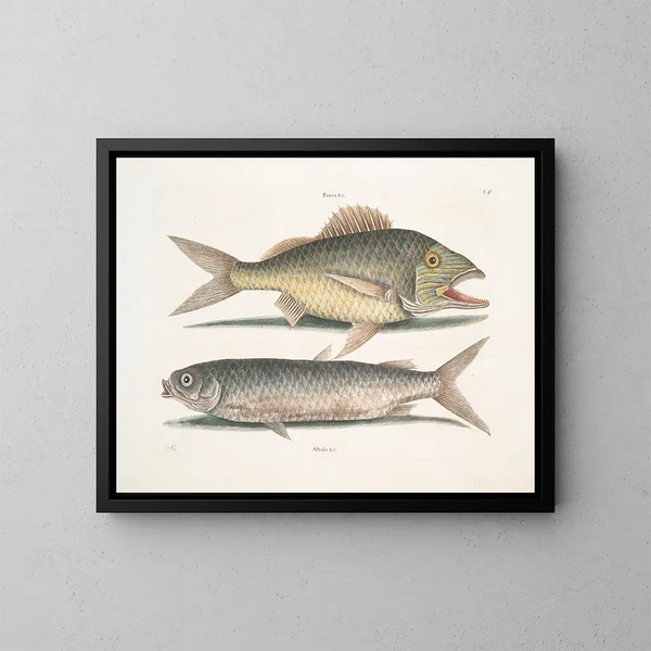Le mulet - Mark Catesby — oprawiony obraz na ścianie