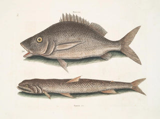 Mark Catesby - Perca c The Margate Fish Saurus c The Sea SparrowHawk.webp