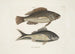 Perca c Le poisson nègre Perca cauda nigra La queue noire - Mark Catesby — widok dzieła