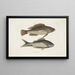 Perca c Le poisson nègre Perca cauda nigra La queue noire - Mark Catesby — oprawiony obraz na ścianie