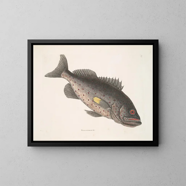 Poisson-perche węglowy c Le RockFish - Mark Catesby — oprawiony obraz na ścianie