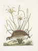Perdrix sauvage de Virginie La perdrix d'Amérique Lilio narcissus Virginiensis Le lys Attamusco - Mark Catesby — widok dzieła