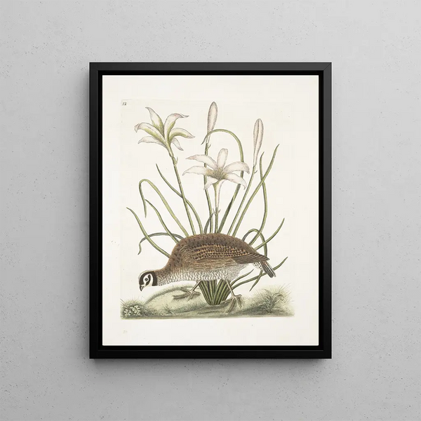 Mark Catesby - Perdix sylvestris Virginiana The American Partridge Lilio narcissus Virginiensis The Attamusco Lily.webp