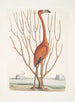 Phoenicopterus Bahamensis Le Flamant rose Keratophiton c - Mark Catesby — widok dzieła