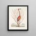 Phoenicopterus Bahamensis Le Flamant rose Keratophiton c - Mark Catesby — oprawiony obraz na ścianie