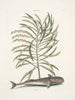 Phylantus c. Remora Le poisson suceur - Mark Catesby — widok dzieła