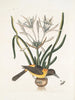 Pica luteonigra varia Le Pye jaune et noir Lilio-Narcissus Polianthus Vespa Ichneumon coerulea - Mark Catesby — widok dzieła